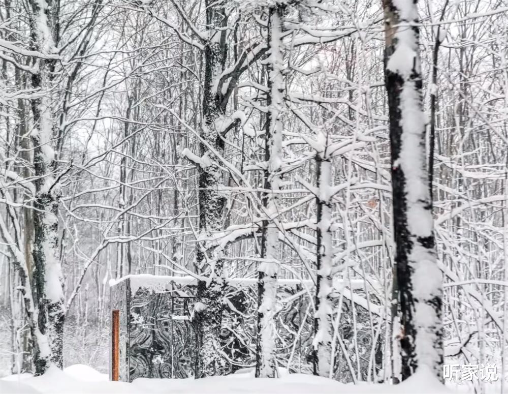 33岁老哥隐居森林中，亲手建起18㎡“隐形”蜗居，网友：太佩服了