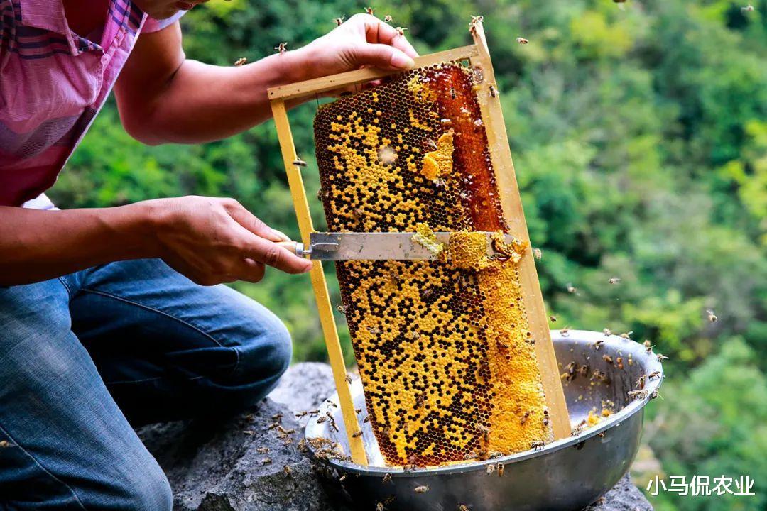 三星|大叔4寸手机养蜜蜂死亡率降80%，智能蜂箱24小时慢直播，轻松致富
