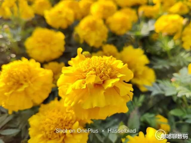 spring|一加10 Pro拍照如何？直出好不好看？网友样张告诉你