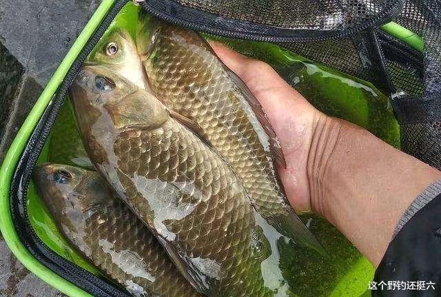 |上鱼窗口期有变？你选对出钓时间了吗？总没口，没摸清鱼情是硬伤