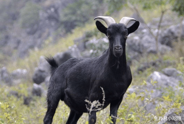 衬衫|做事情勤劳踏实，工作细腻为人友好的属羊人，在职场中人缘很好