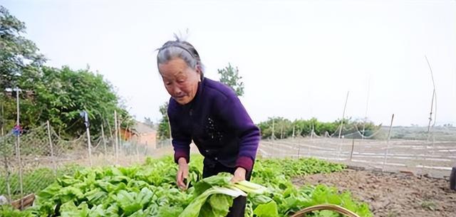 九旬老人近亲结婚生下三个“猴娃”,因带孩子,50多年没出过远门