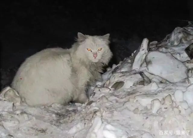 “在冬天，10只流浪猫会有6只死掉！”