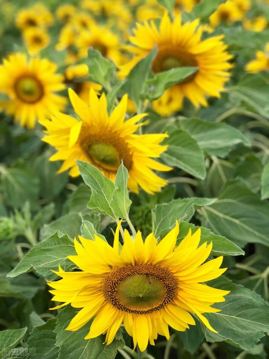 赛里木湖|郭进拴|游赛里木湖