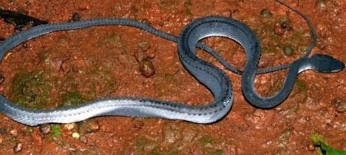 武汉|马来西亚，蛇类的圣地，无数蛇族齐聚