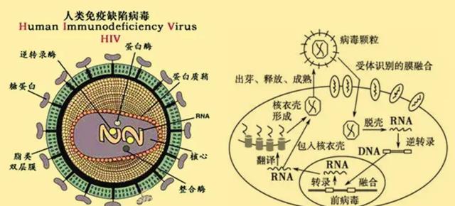 为了研究性行为,奇葩科学家,做了哪些实验呢?