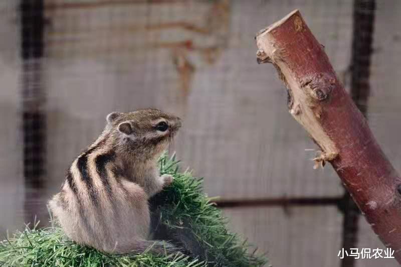 沈阳|夫妻花30万2个月改5亩破落农家院，139元一天随便游玩，创新文旅