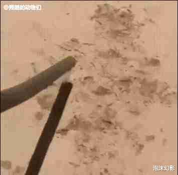 这些从来没见过的千奇百怪的动物