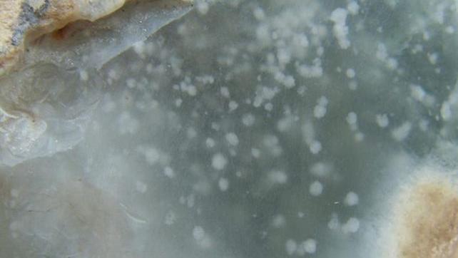 翡翠|翡翠戴久了，它里面的棉会化开？这种说法靠谱吗？