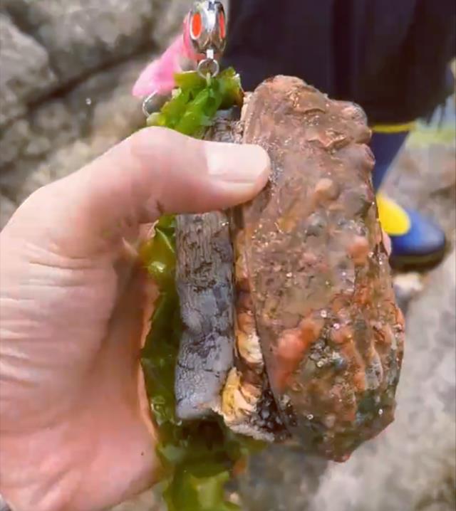 |罕见!男子海钓意外收获一个贝壳,得知身份后现场所有人欢呼不已