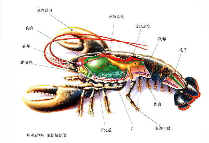 爱吃龙虾螃蟹的你,对甲壳类生物有多少了解?