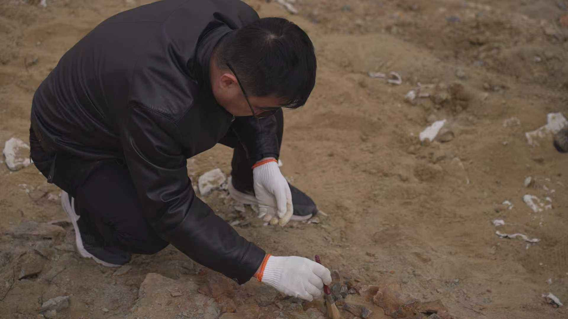 内蒙古要火了！一处新的恐龙化石被发现，距今1.25亿年，价值极高