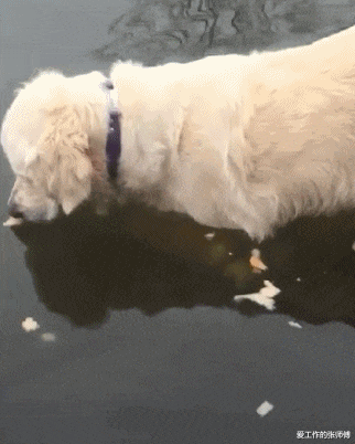 商丘|“华为1996年的招聘广告，大家自己感受一下！”哈哈哈哈人才啊