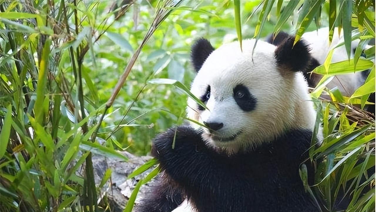 全球仅52只!沙漠中罕现戈壁熊,不吃羊可敌狼,究竟为何还濒危?