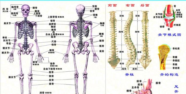 人体共有206块骨头,中国人却普遍只有204块,我们少了啥?