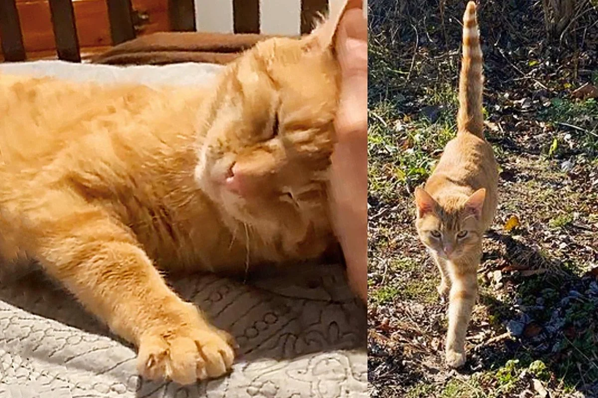 流浪猫从灌木丛中走出来，告诉救援人员它准备“回家”