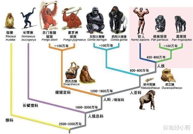 人类进化链上缺失的“过渡化石”被找到,印证了人类起源问题