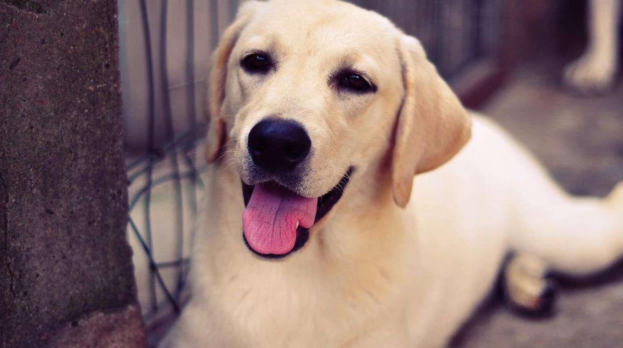 江苏男子救出待宰警犬,一年后儿子被人贩子掳走,警犬千里将其救回