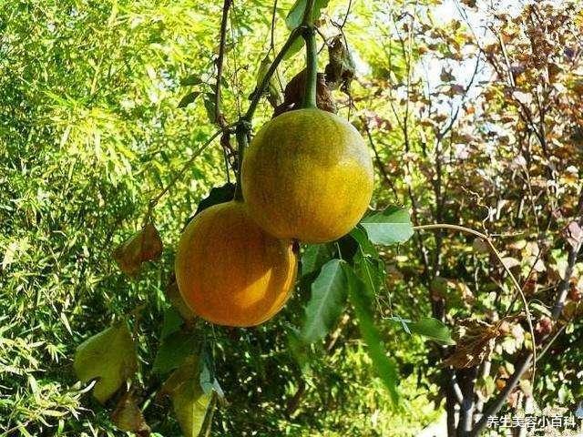 艾灸|这种真正的“抗癌瓜”, 全身都是宝, 从根到了果都能供药用