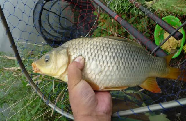 |伏天野钓，别到水边就急下竿！莫忽视“4定律”，轻松连杆上大鱼