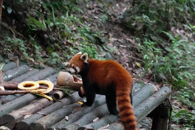 成都|不去厦门!成都也能打卡同款“荧光海”,20℃的森趣山林轻徒步巴适惨!