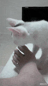 霍思燕|杜江人设翻车连累妻子？霍思燕真面目被扒开，这对夫妻能走多久？