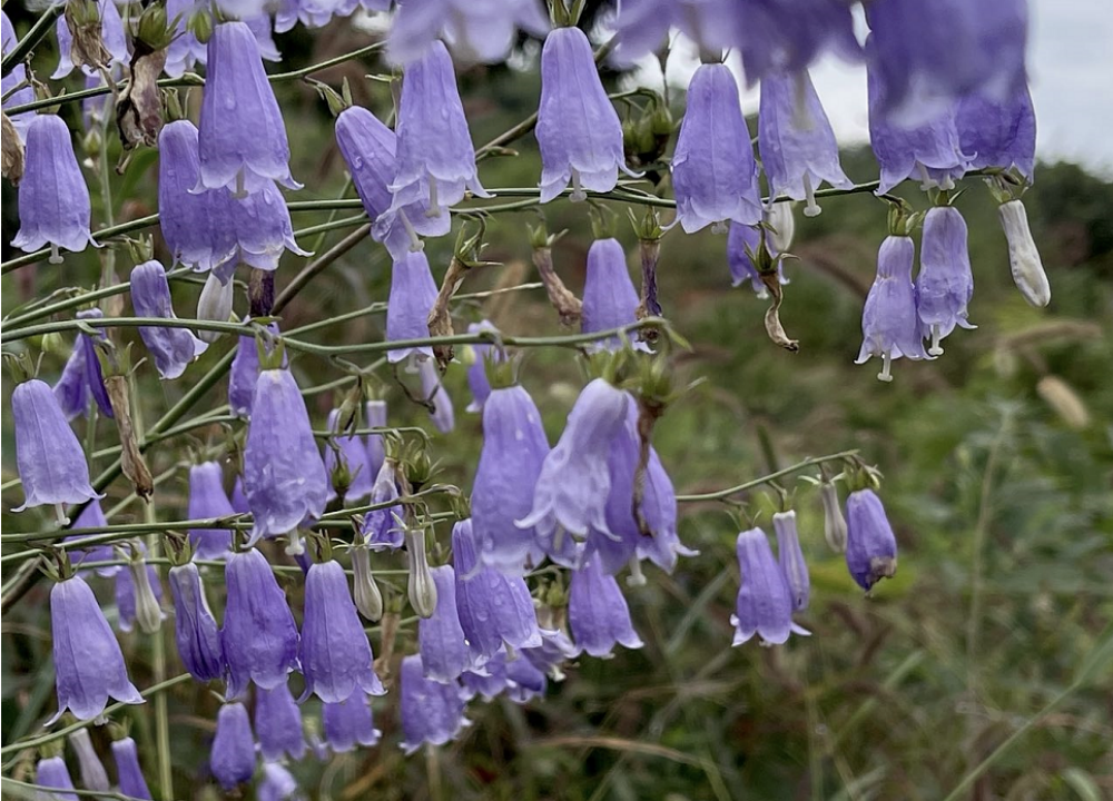 人参|能吃的起的是什么参？人参沙参西洋参党参丹参太子参，根据情况千万别乱用！