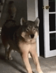 女朋友去西藏出差，走的时候还挺正常，呆了几天后我陷入了沉思