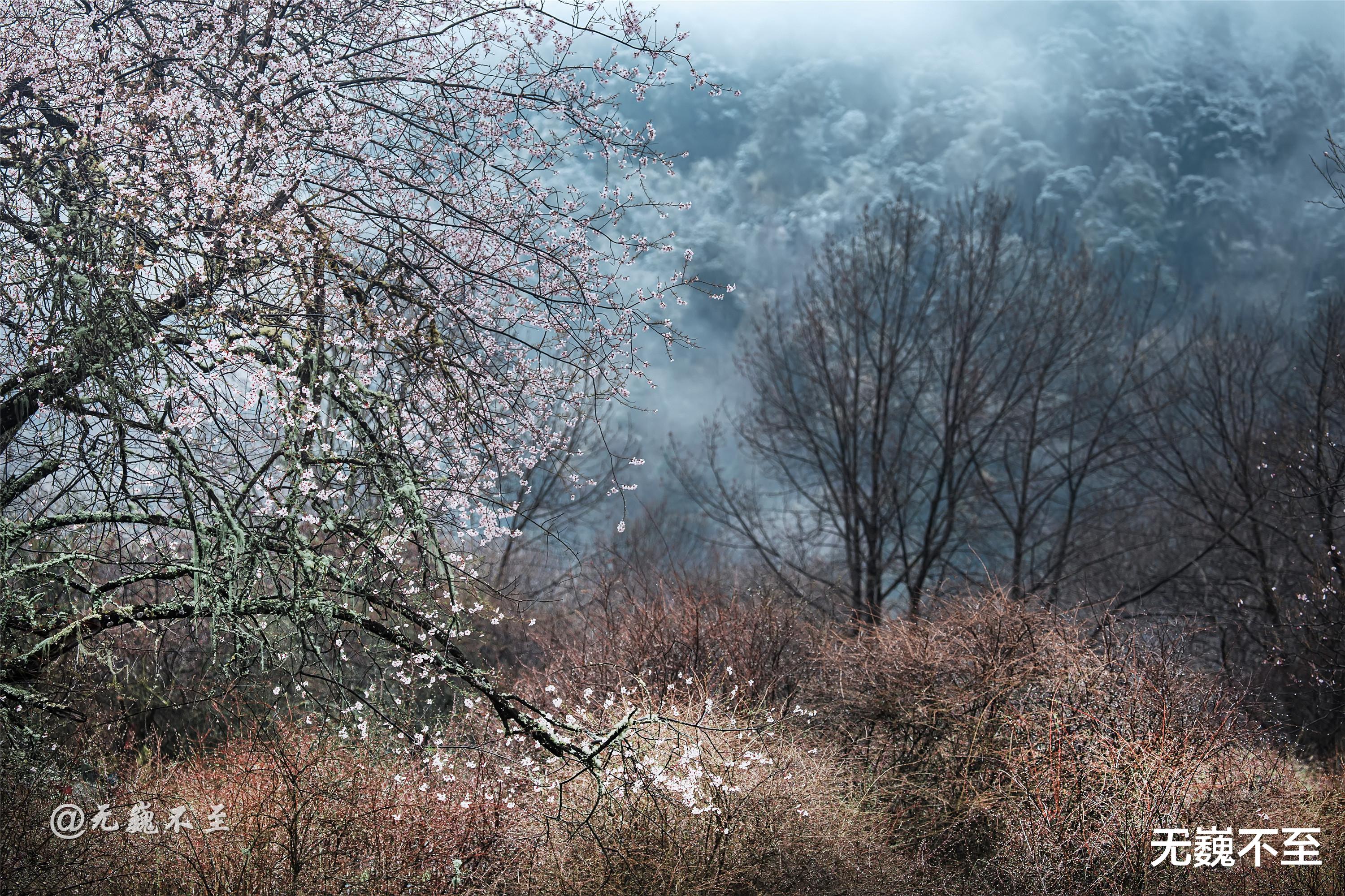 波密|林芝波密桃花沟——花开十里香飘百里，雨中桃花娇艳欲滴