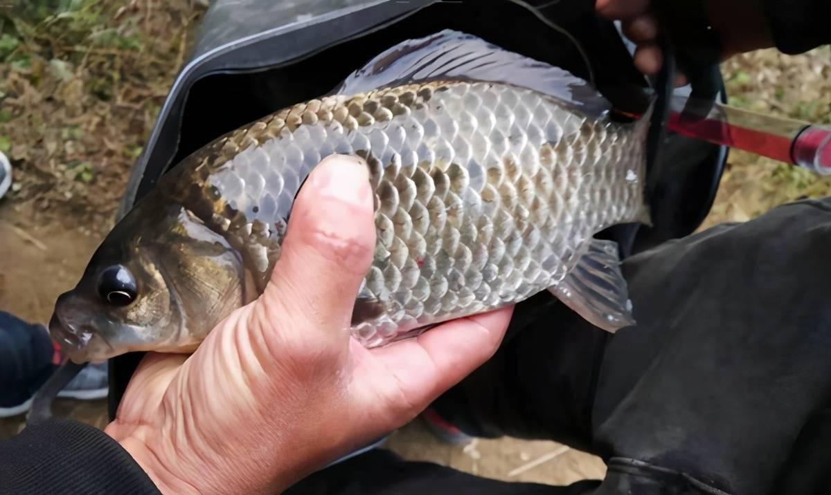 |天热鲫鱼不好钓,熟记这四个技巧,天气再热也能连竿上鱼