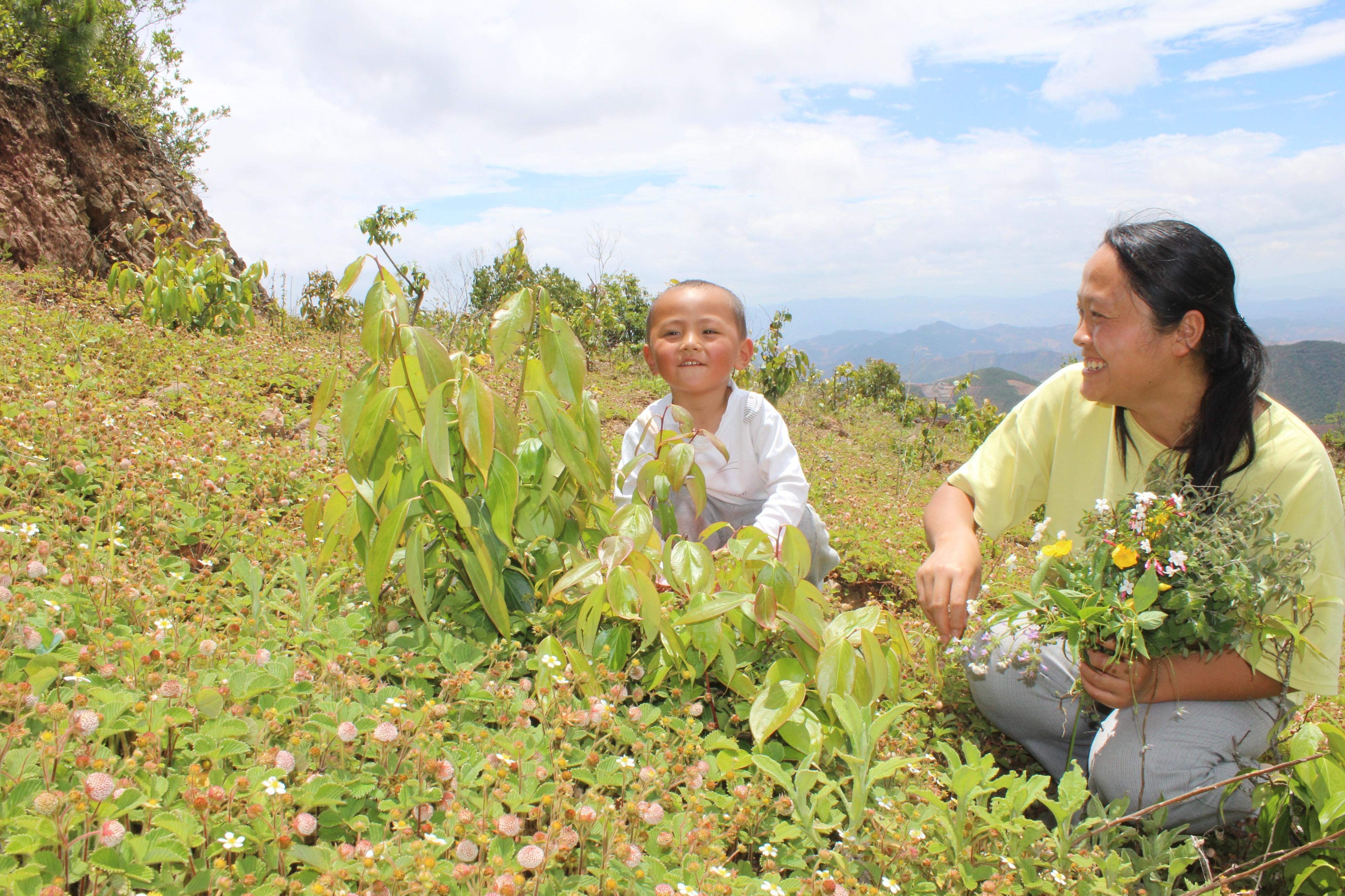 云南|明朝贡品！云南大理祥云雀嘴茶