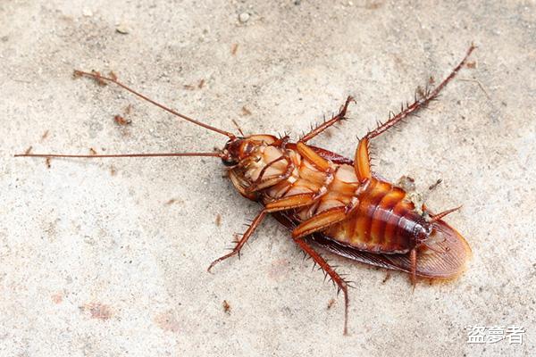 酒店蟑螂猖獗,如何才能彻底消灭掉