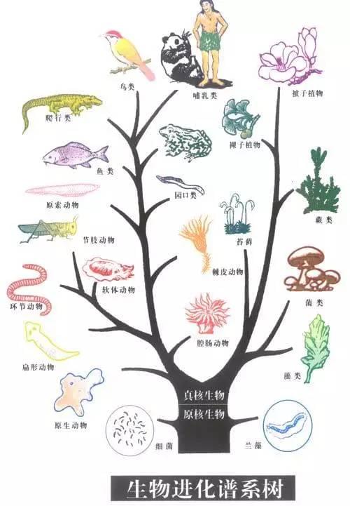 为什么自然界的动物,很多都是雄性比较漂亮,而人类正好相反?