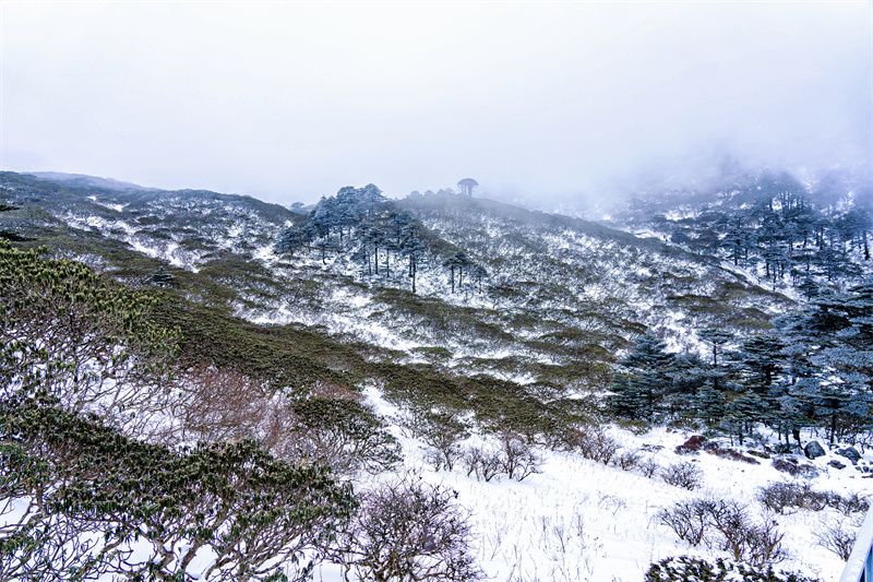 |【美丽大理】人间四月雪！绝美！