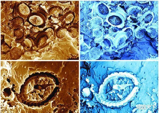 地球三次暖化都伴随着大量的“幽灵”微生物出现,科学家:这回它们又来了!