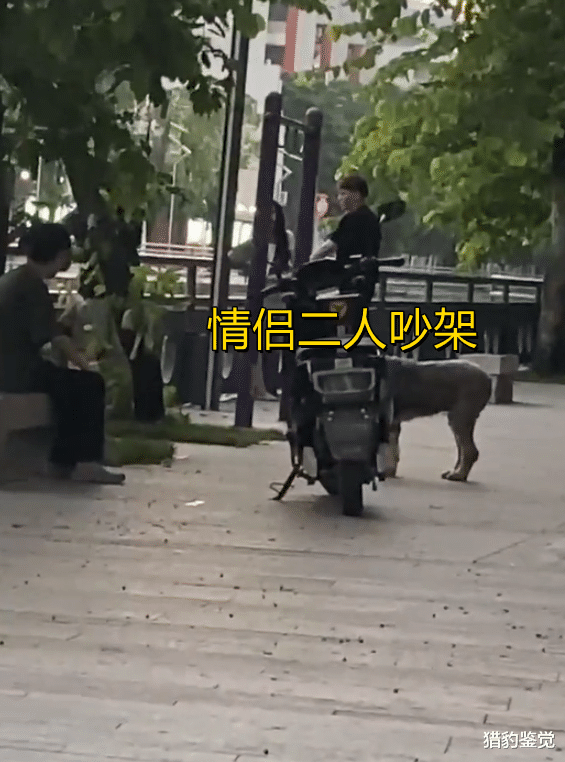 广东：女子吵架后跳水，男友为救女友溺水身亡，路人惋惜：不值得