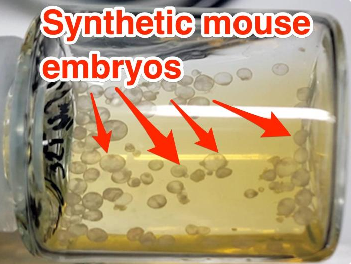 世界首例！人工小鼠“胚胎”的生长不需要子宫、精子或卵子