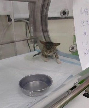 瘫痪猫每天守门口等主人回家，冲第一迎接的可爱背影融化人心！