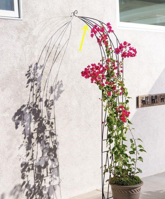 没有院子没有地,花盆上绕一圈钢丝,在阳台照样能打造个垂直花园