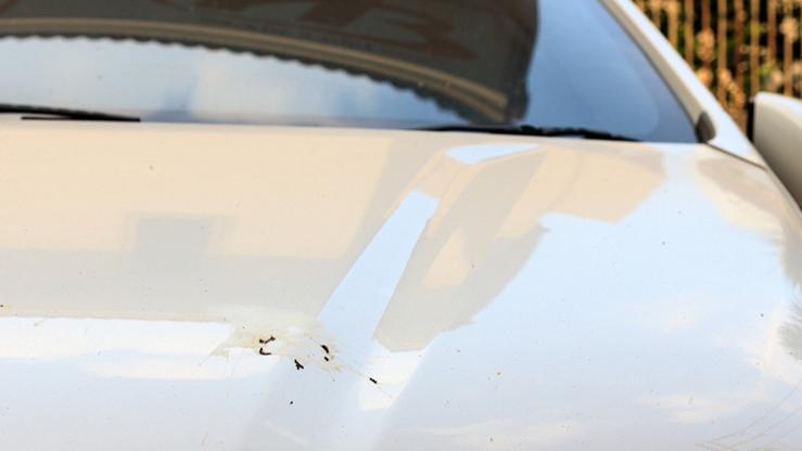 为什么鸟喜欢在白车上拉黑屎，黑车上拉白屎？这到底是什么原因