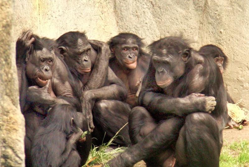 面对性强迫,动物怎么做?母鸭生殖器“反螺旋”,黑猩猩结盟反抗