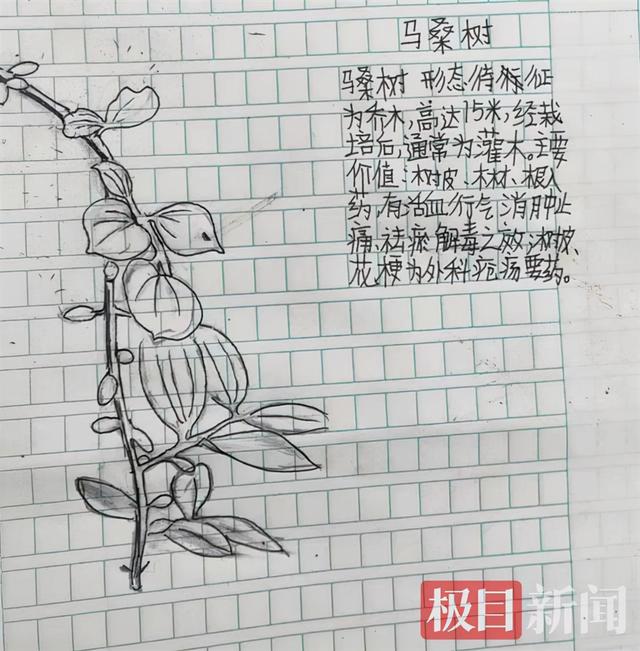 四川泸州13岁男孩手绘中草药走红 父亲：从未教过他画画
