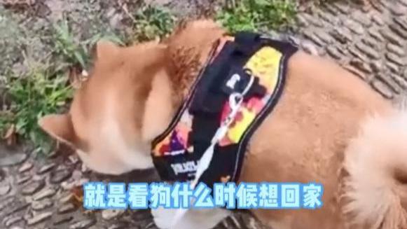 95后女孩兼职遛狗，遛1分钟一块钱，网友们纷纷表示羡慕也想干