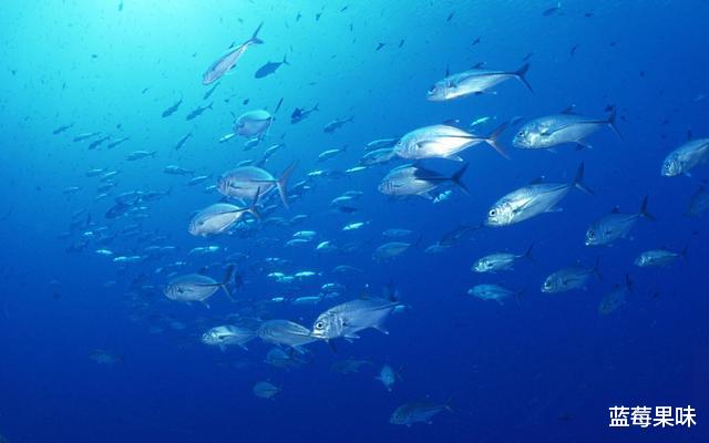 深海7000米处,出现一个全新物种,科学家:它太珍贵了