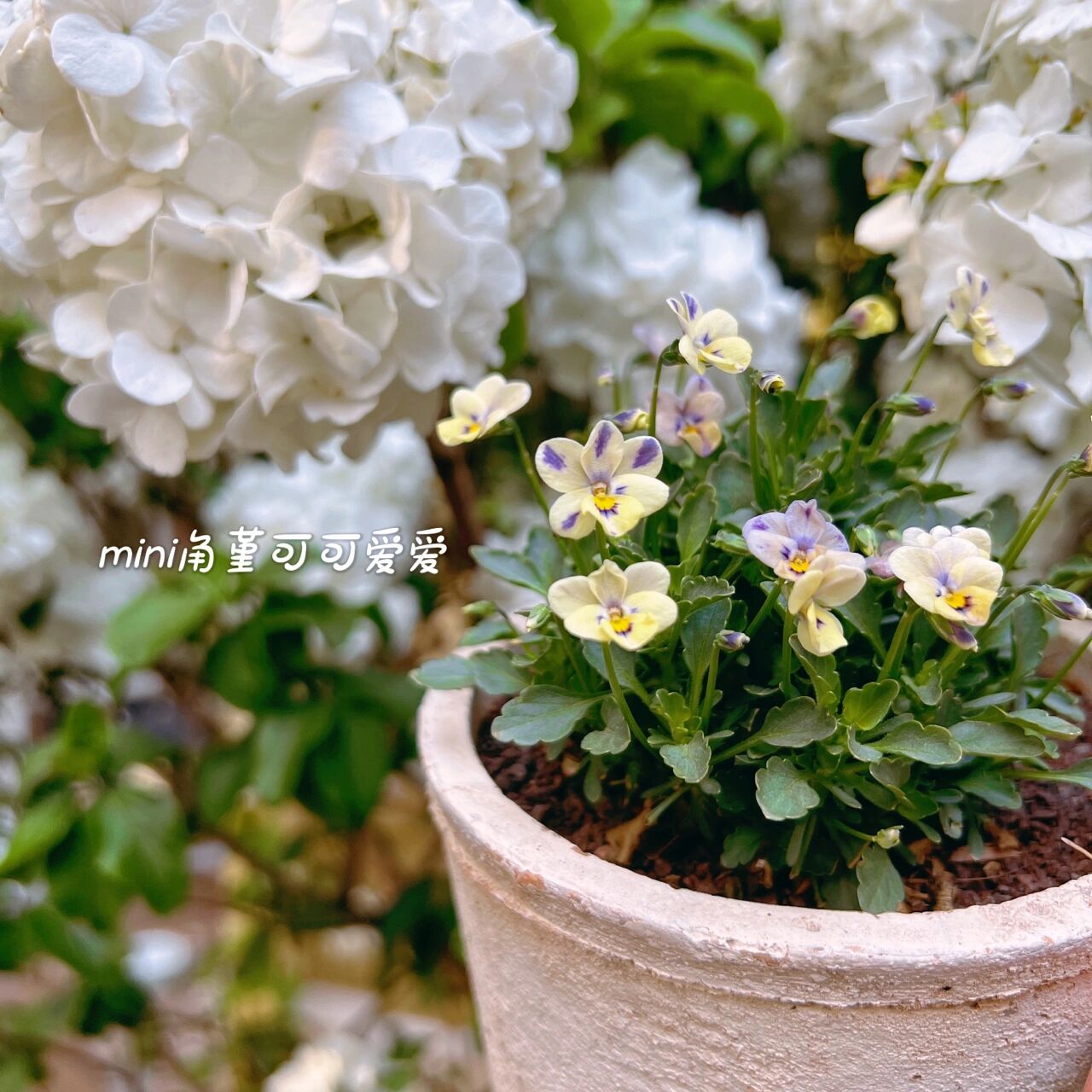 为了这个60㎡院子,买了一楼的房子,打造自己的秘密花园,太美啦