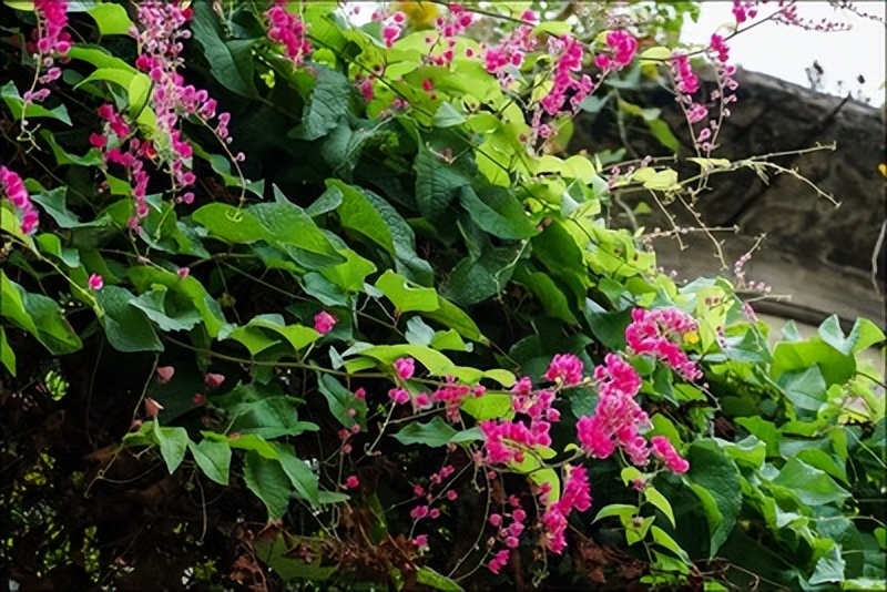 花做篱笆,蝴蝶自来,只需要在院子里种上一株爬藤植物