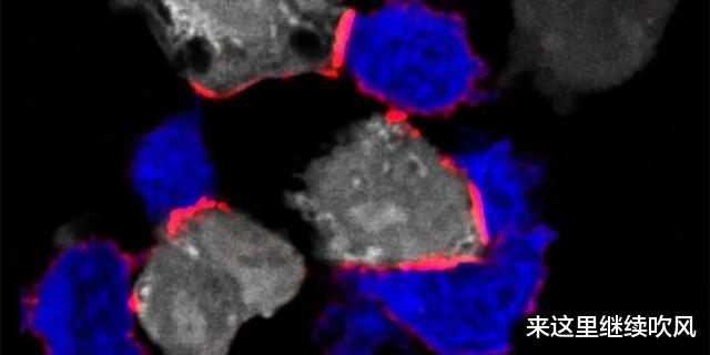 Cell：无论抗癌，还是抗感染，强大的免疫系统需要“镁”力！