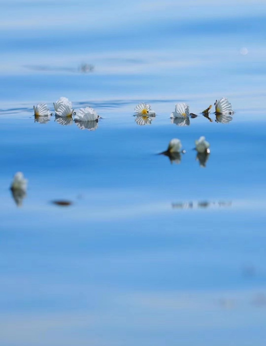 |游云南 正当时 | 泸沽湖海菜花盛开，惊艳整个夏天！