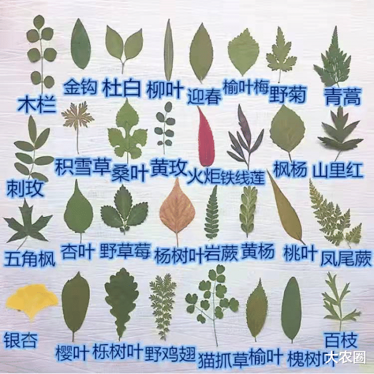 曹泳春:驳枝角45度的伪科学