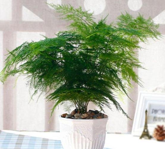 办公室|在家里或办公室自己打造个微景观有不一样的意境